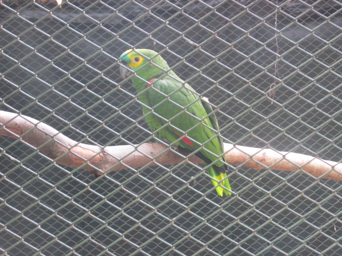 blue fronted amazon parrot