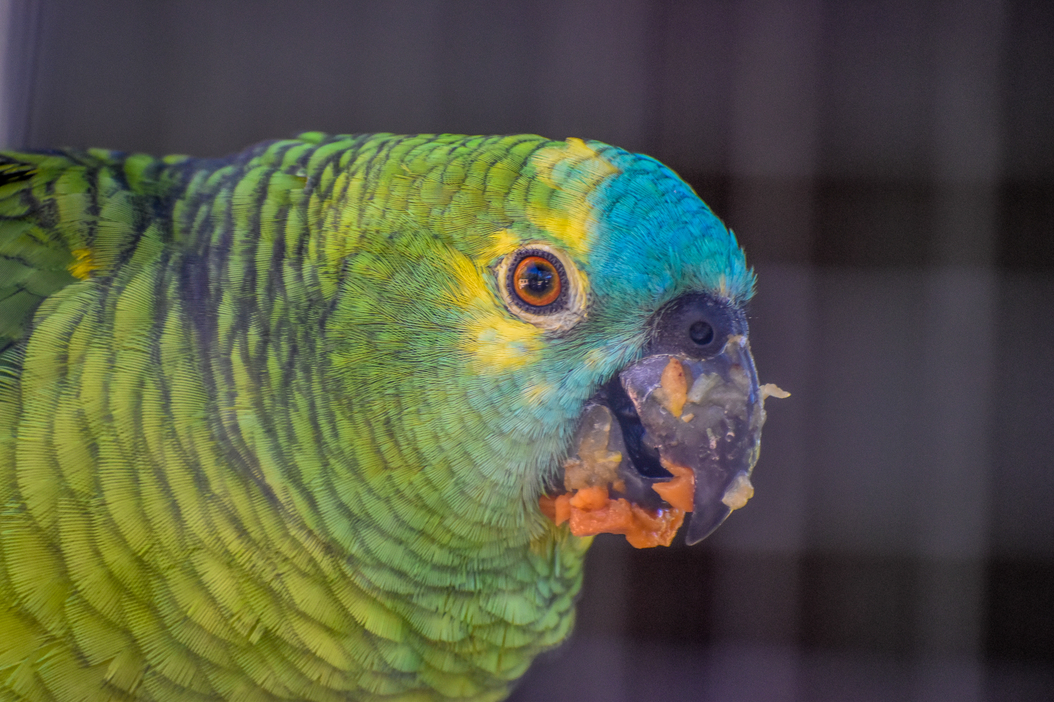 Blue-fronted Amazon Parrot