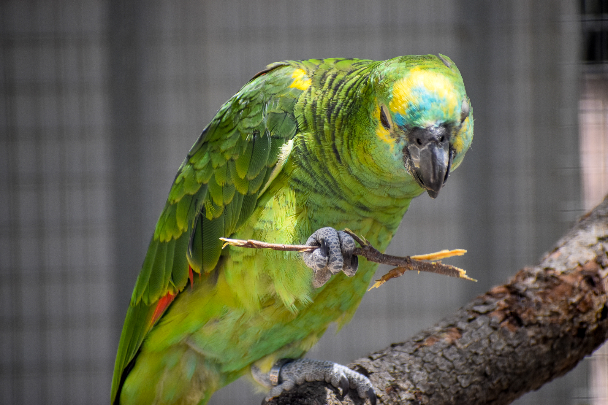 Blue-fronted Amazon with stick
