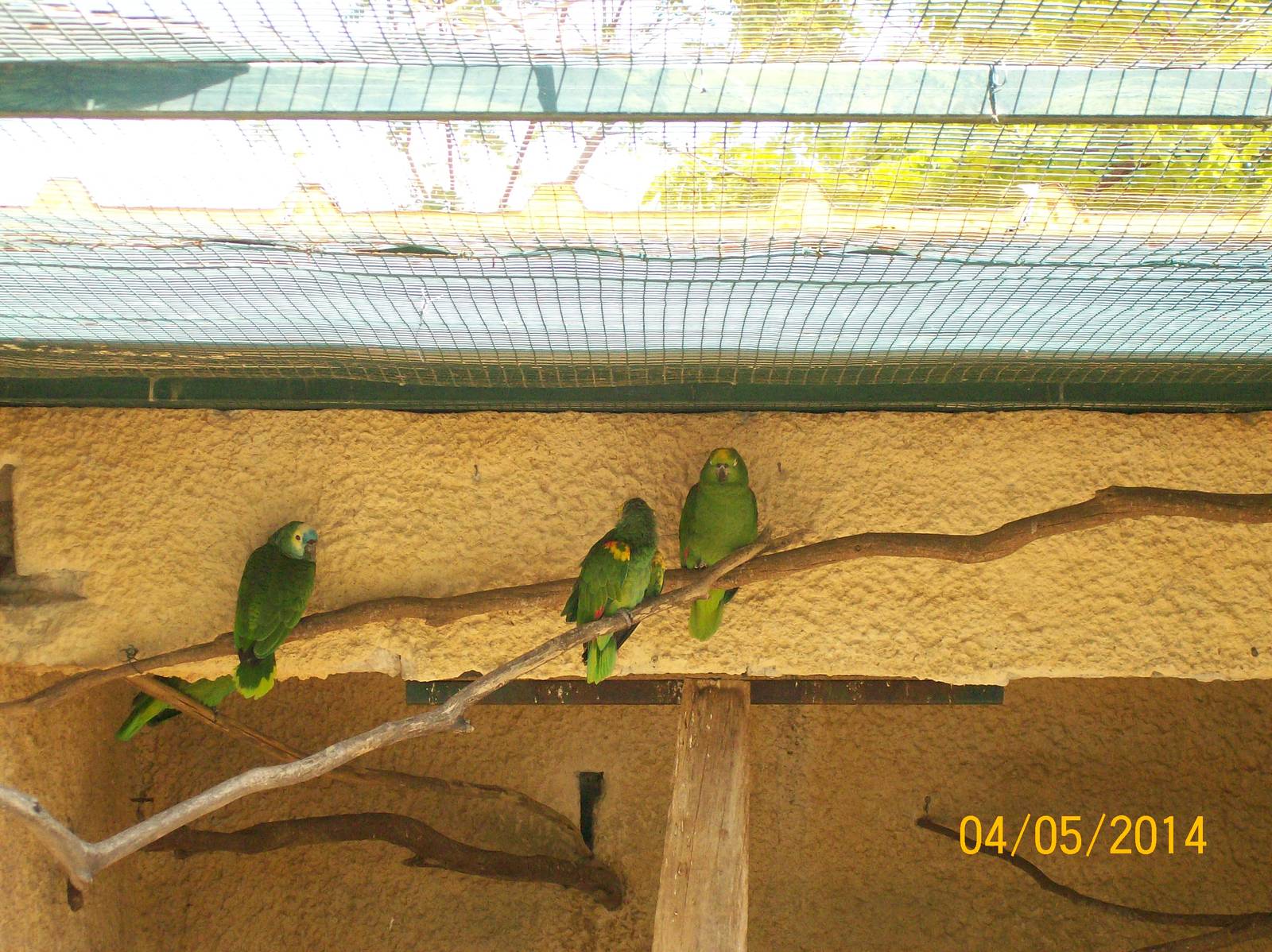 Blue-fronted amazon,Yellow-headed amazon and Yellow-crowned amazon (from le