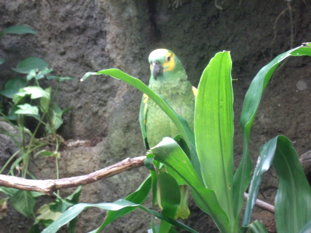 Blue-Fronted Amazon
