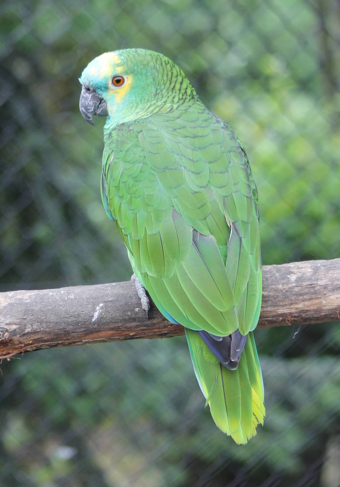 Blue-fronted amazon