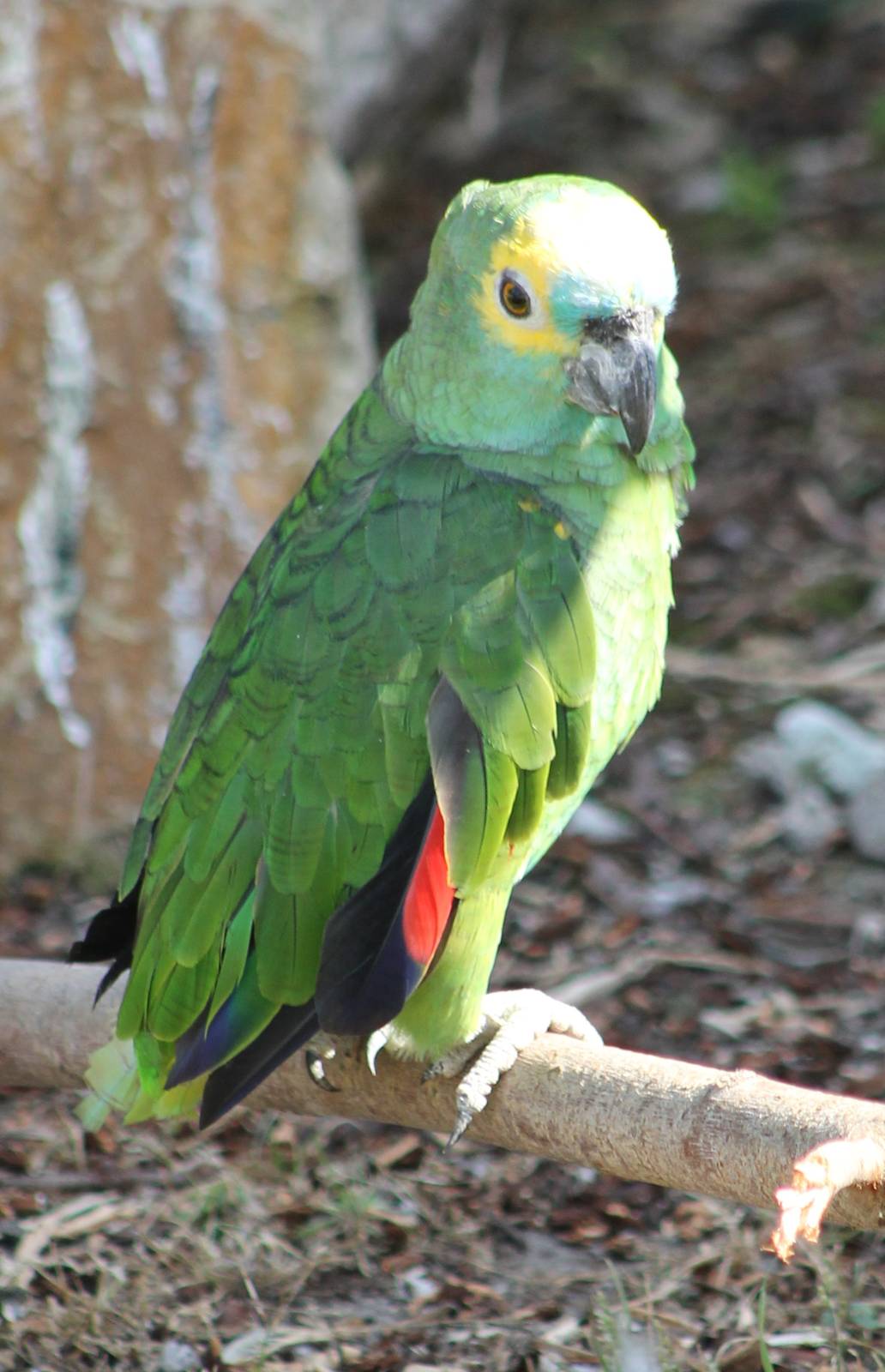 Blue-fronted amazon