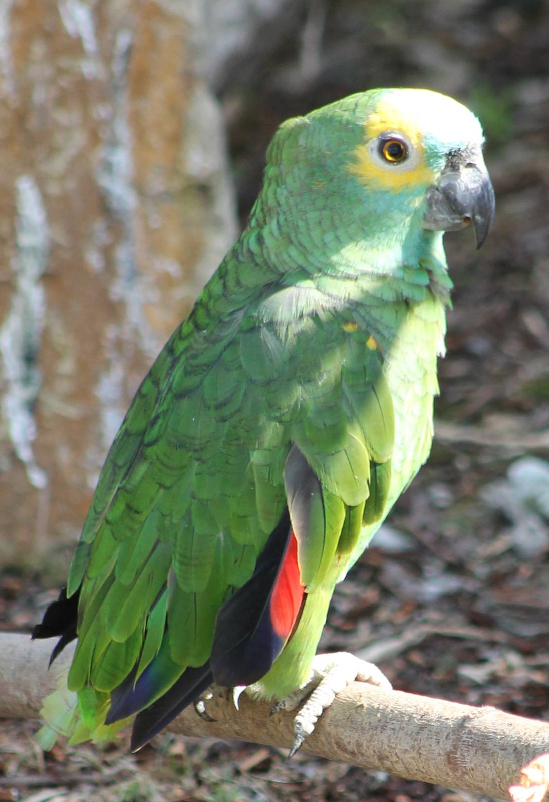 Blue-fronted amazon