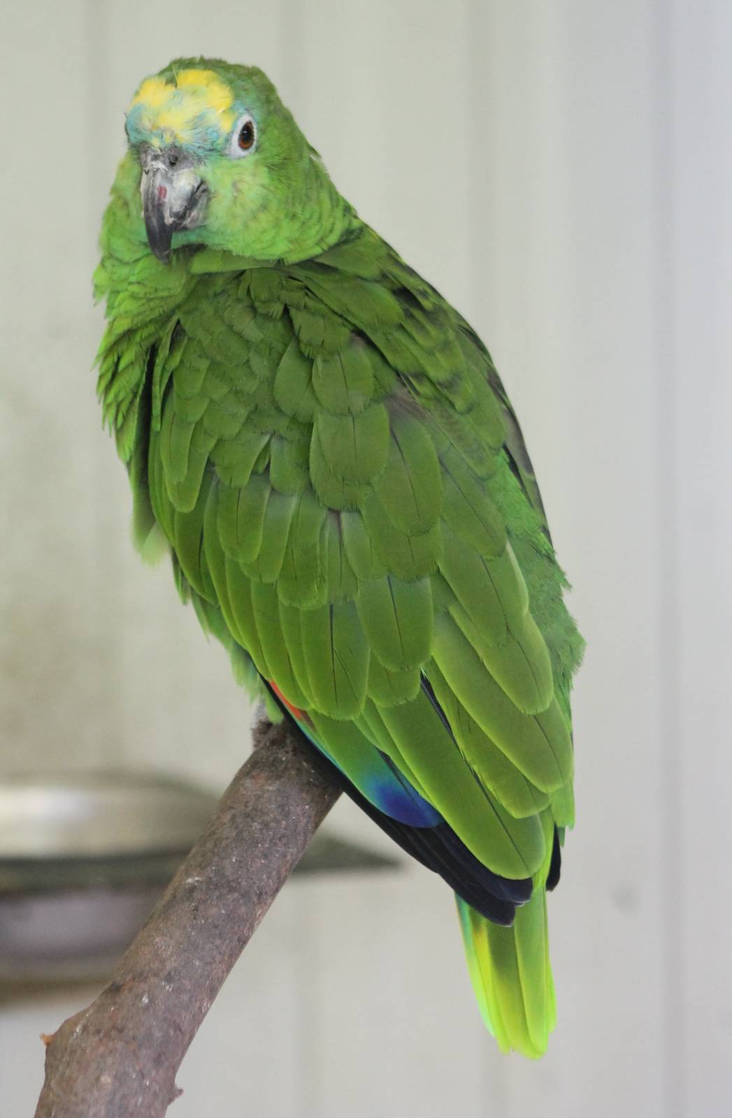Blue-fronted amazon