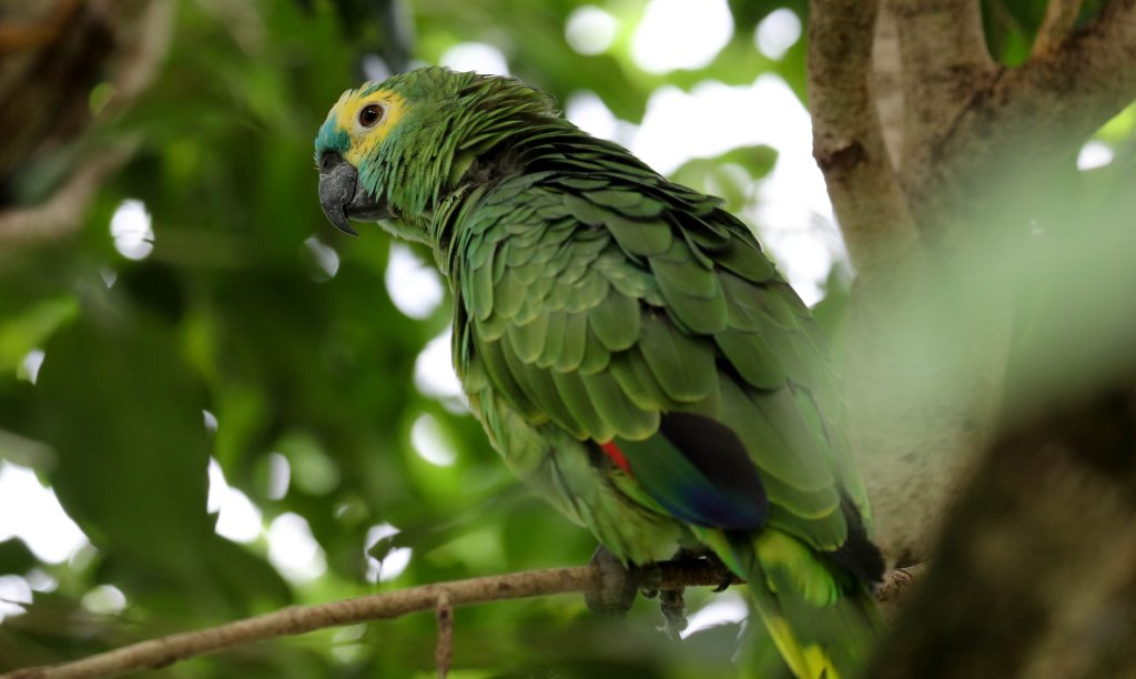 Blue-fronted Amazon