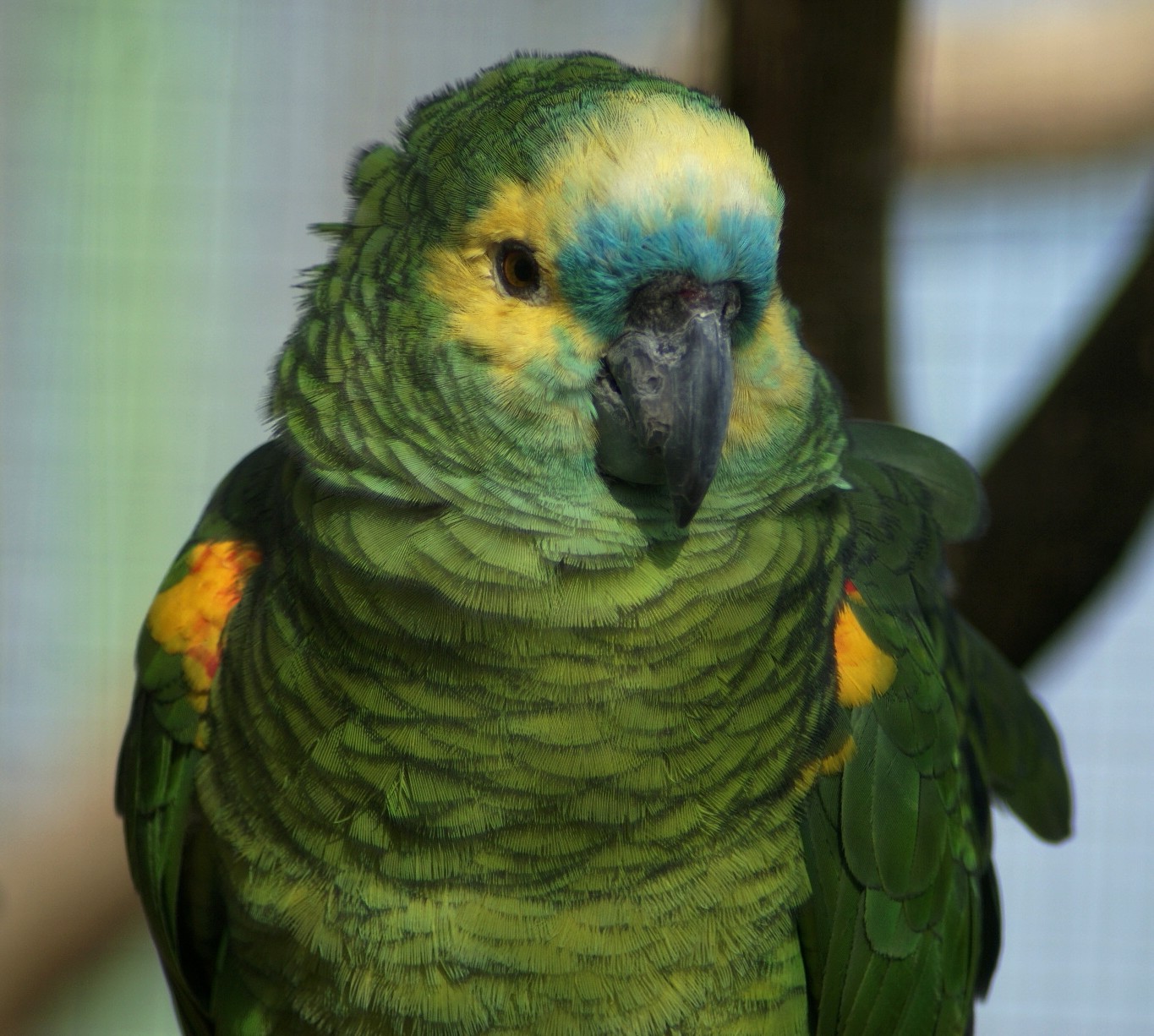 Blue-fronted Amazon