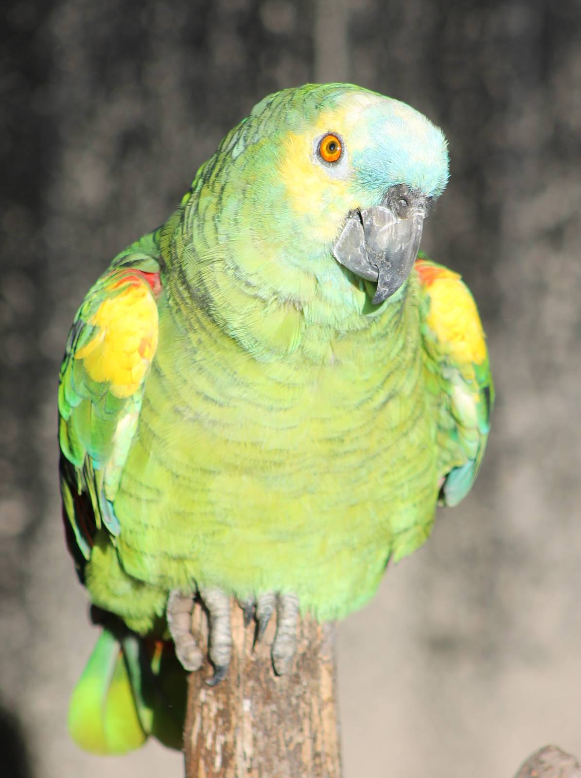 Blue-fronted amazone parrot