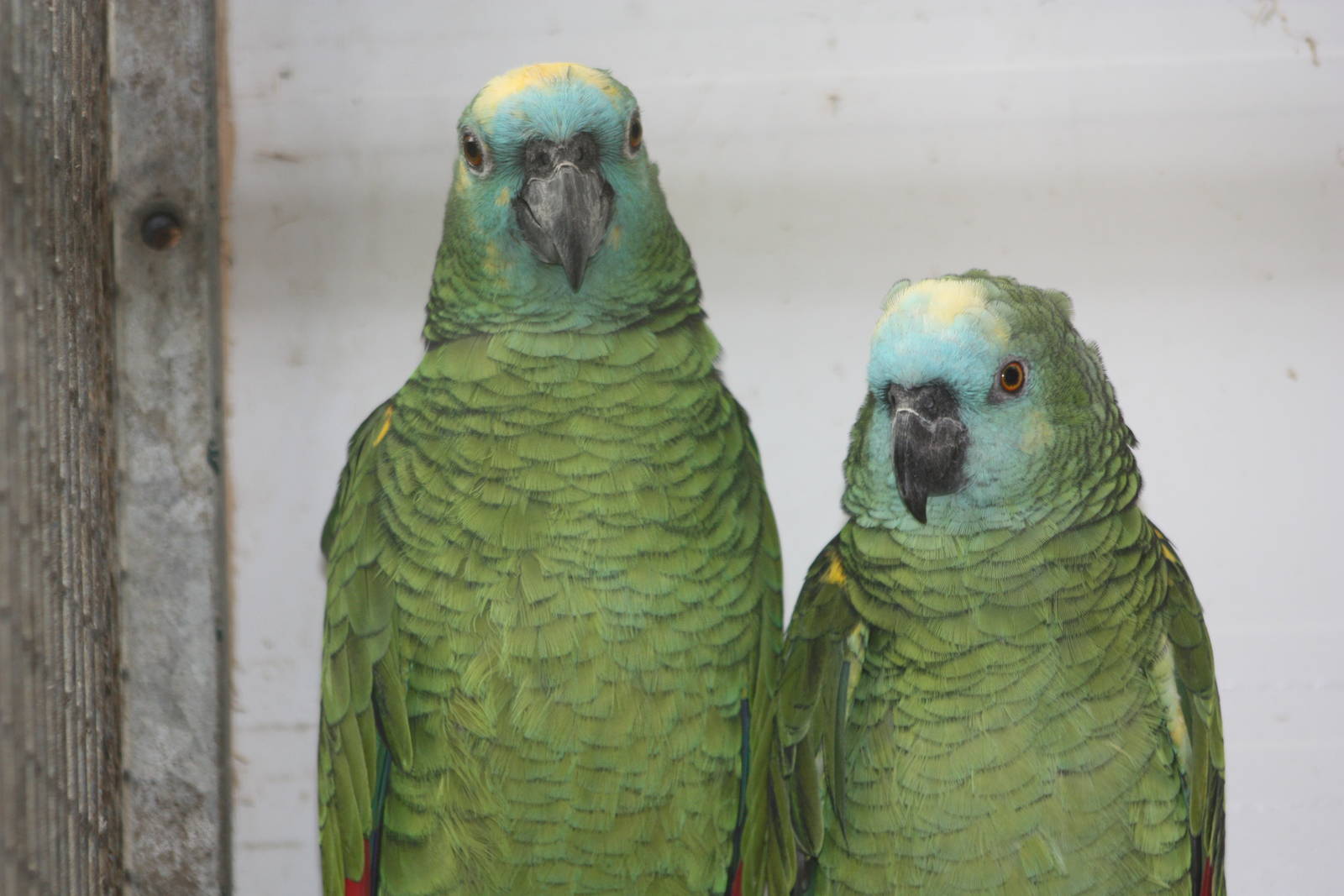 Blue-fronted Amazons, 13th September 2013