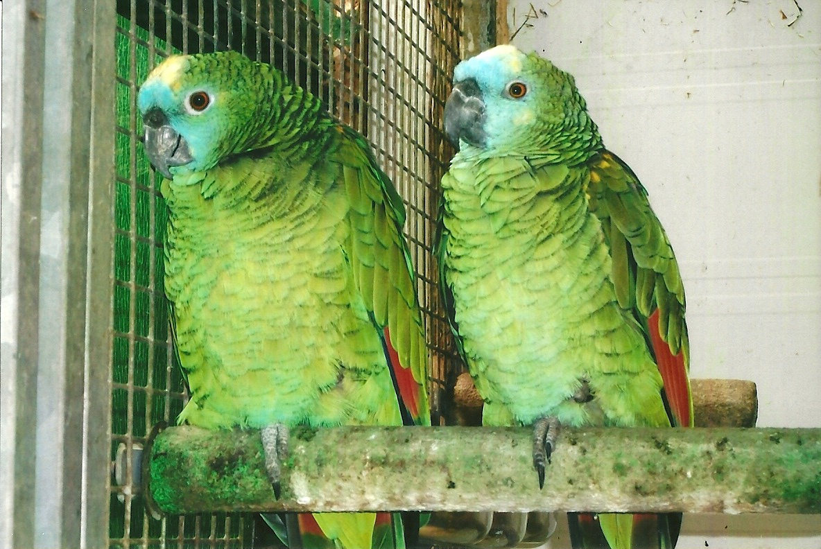 Blue-fronted Amazons, 13th September 2013