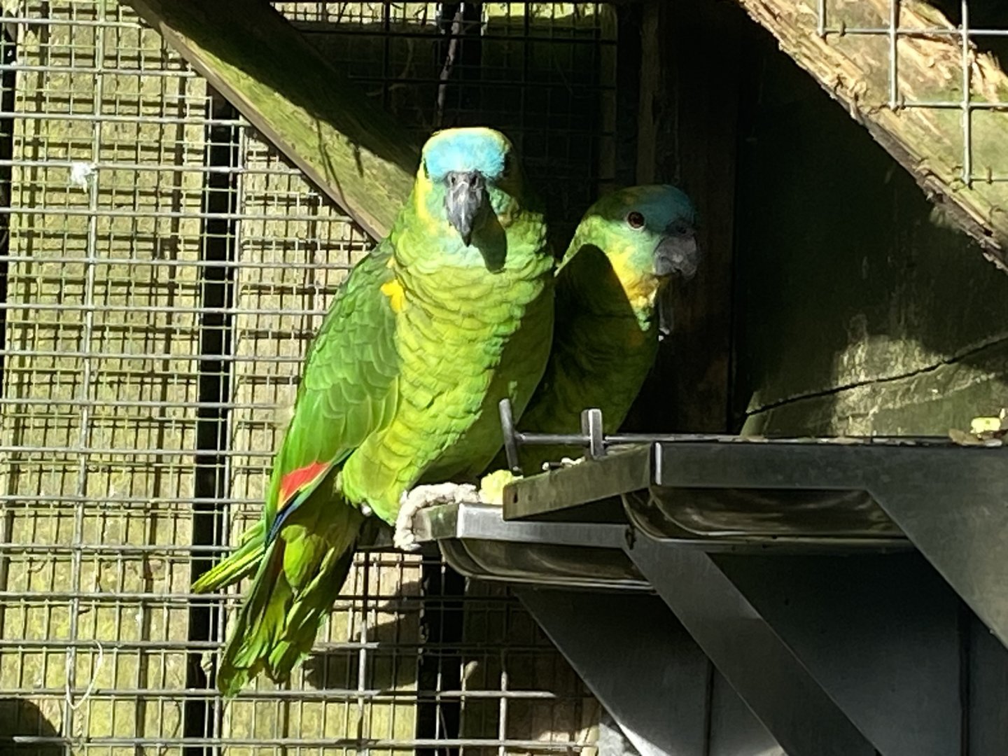 Blue-fronted amazons 141023