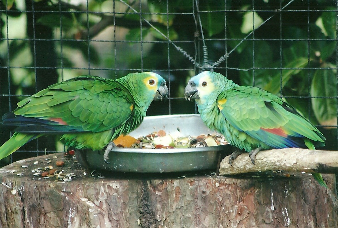 Blue-fronted Amazons 21st May 2013