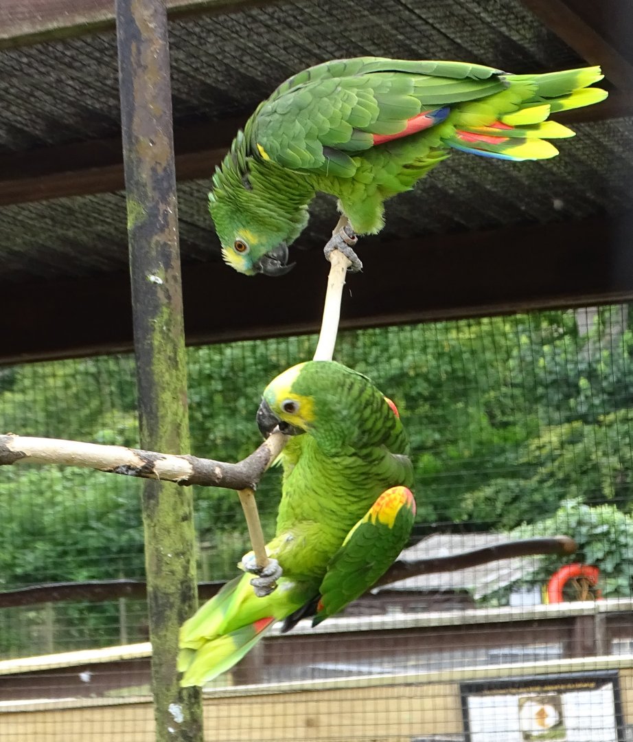 Blue-fronted Amazons Bertie and Echo, 25th July 2024