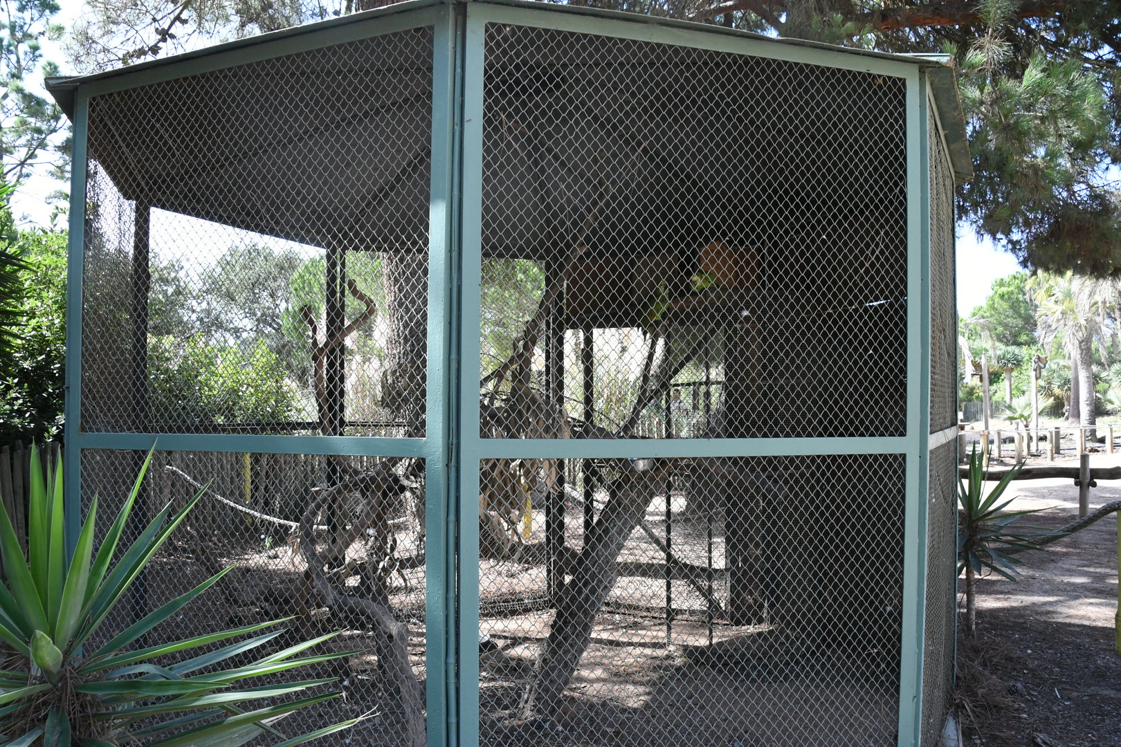 Blue-fronted Amazons cage