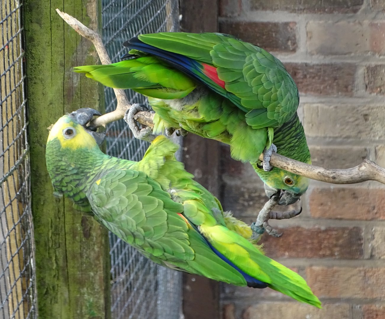 Blue-fronted Amazons Echo and Bertie, 7th March 2025