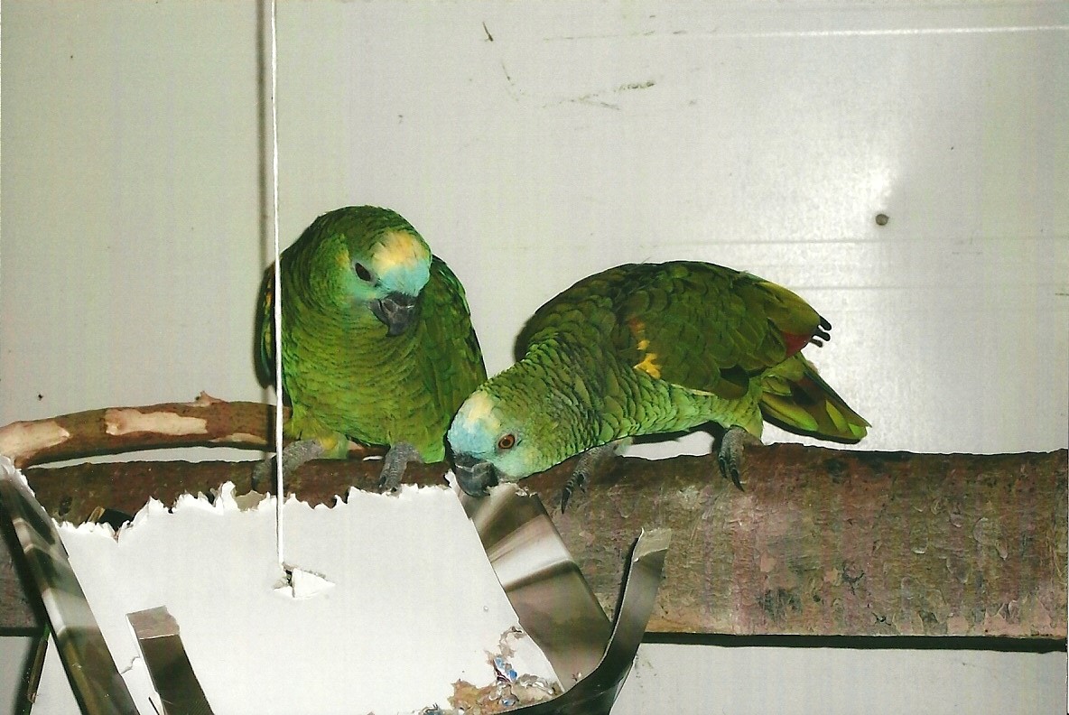 Blue-fronted Amazons enjoying enrichment, 13th September 2013