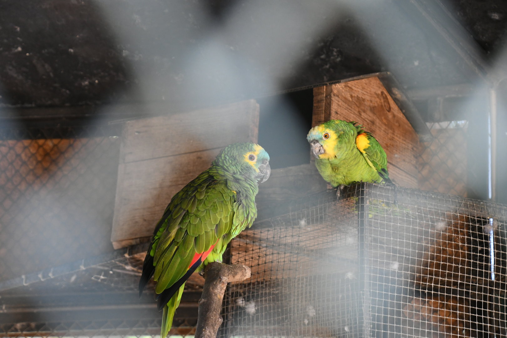 Blue-fronted Amazons