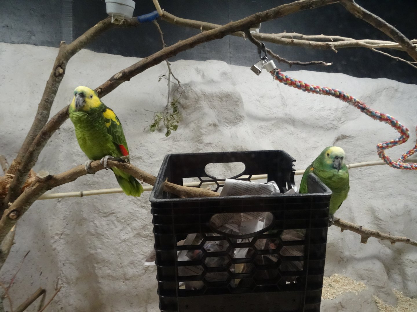 Blue-Fronted Amazons