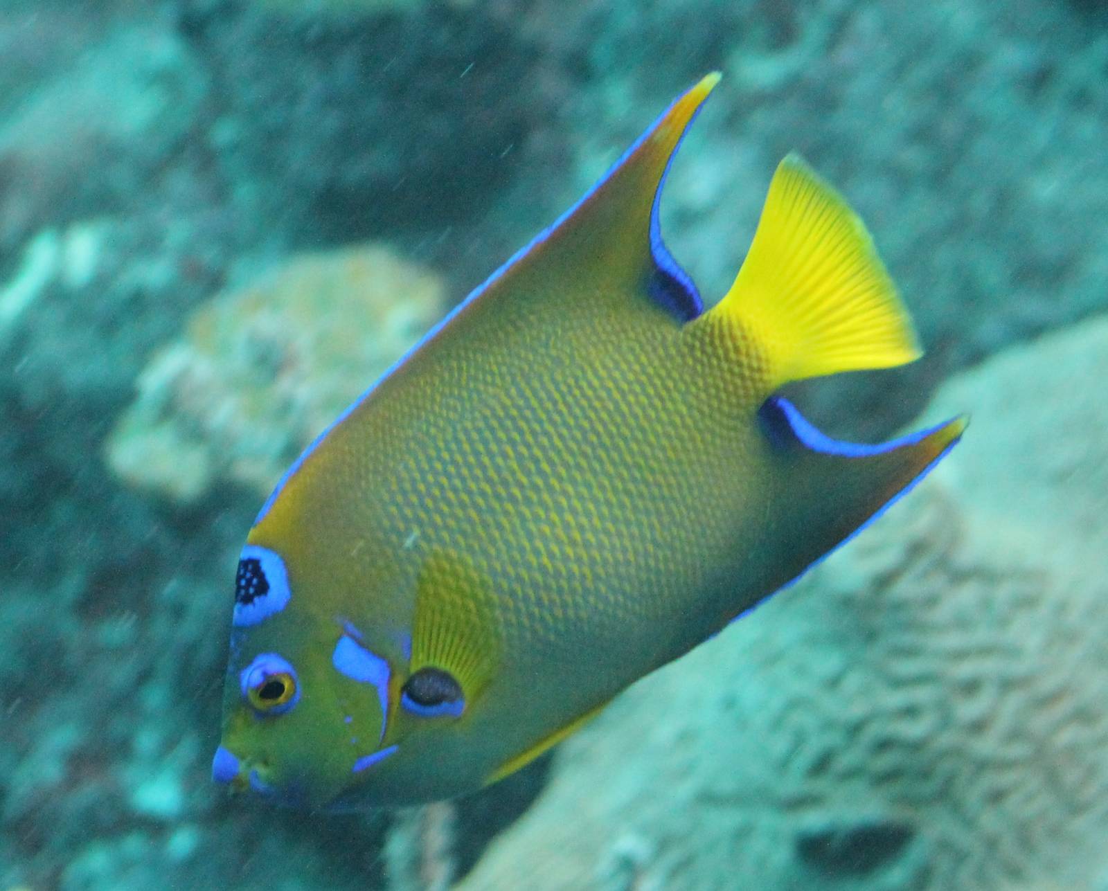 Blue-fronted angelfish