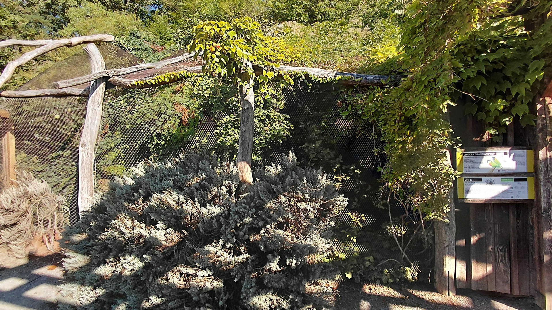 Blue-fronted fig parrot aviary