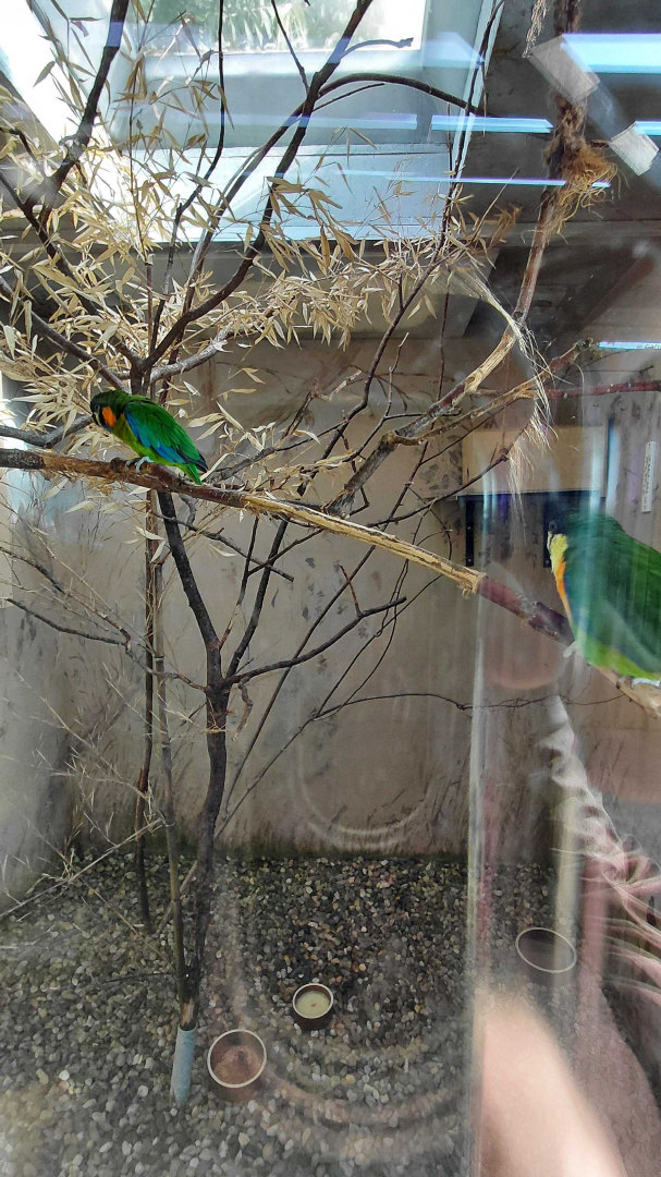 Blue-fronted fig parrot indoor exhibit