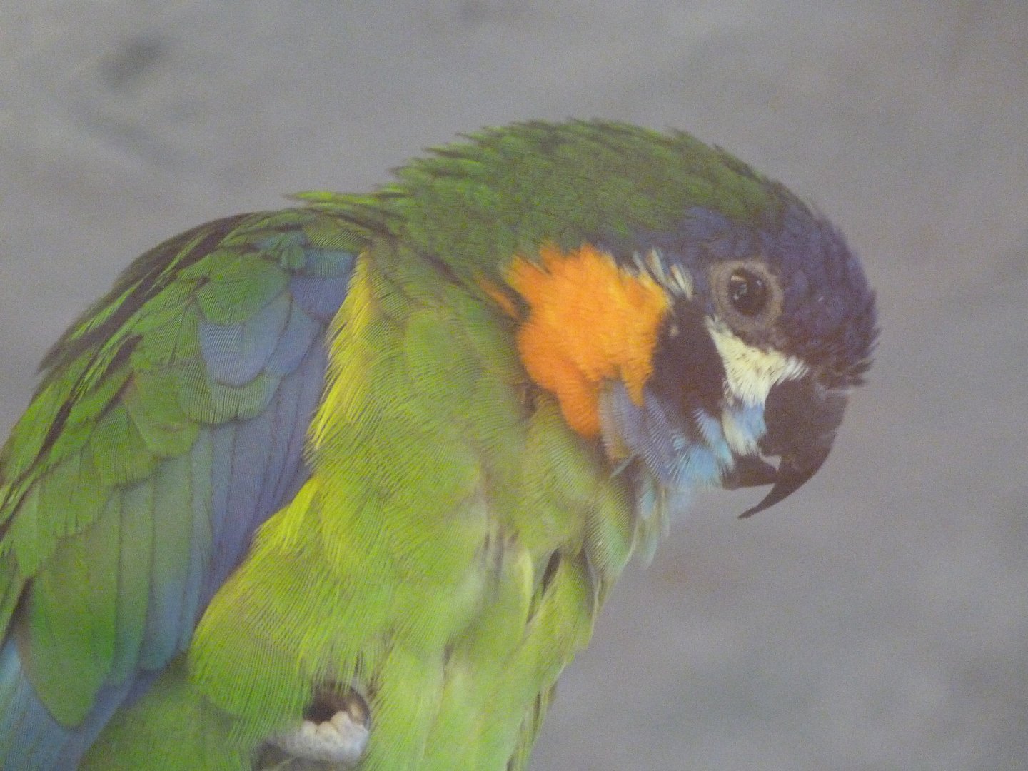 Blue-fronted fig parrot -Zoo Praha (2025)