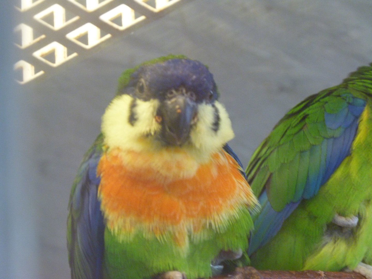 Blue-fronted fig parrot -Zoo Praha (2025)