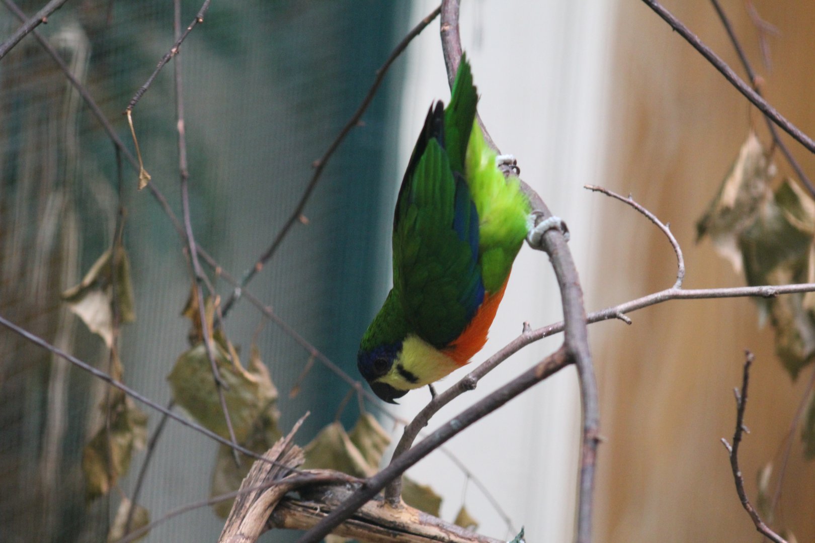 Blue-Fronted Fig-Parrot