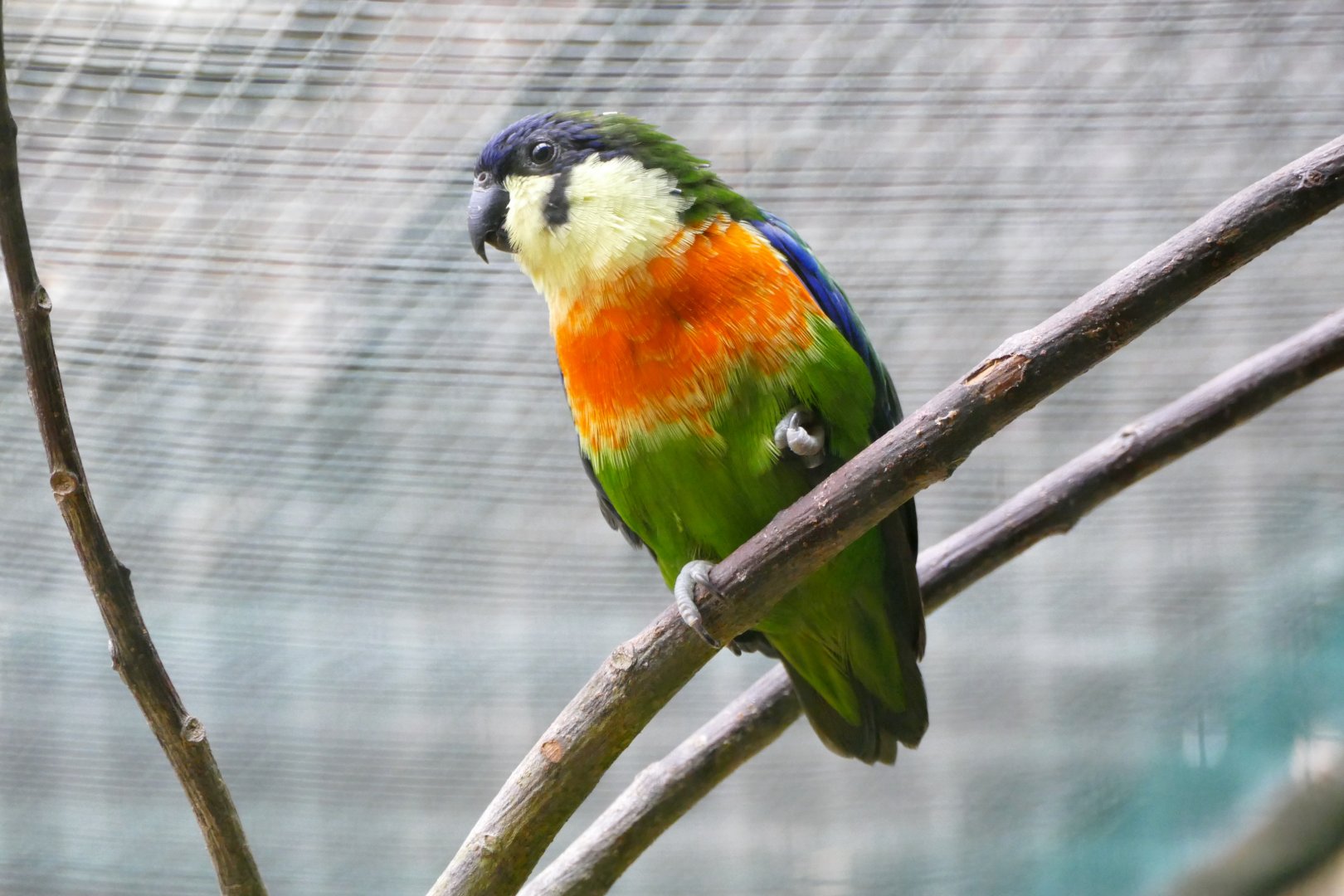 Blue-fronted fig-parrot