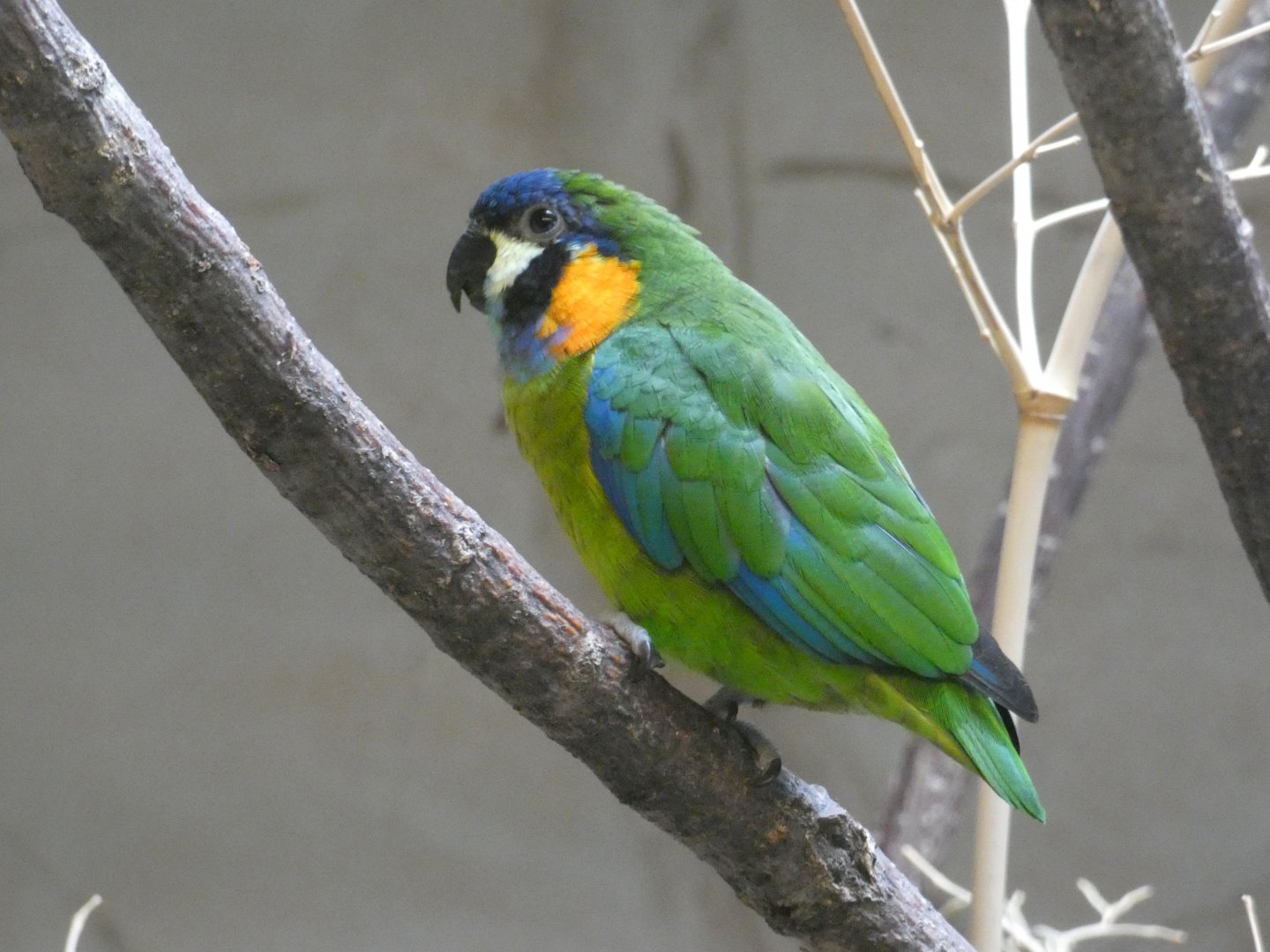 Blue-fronted fig parrot