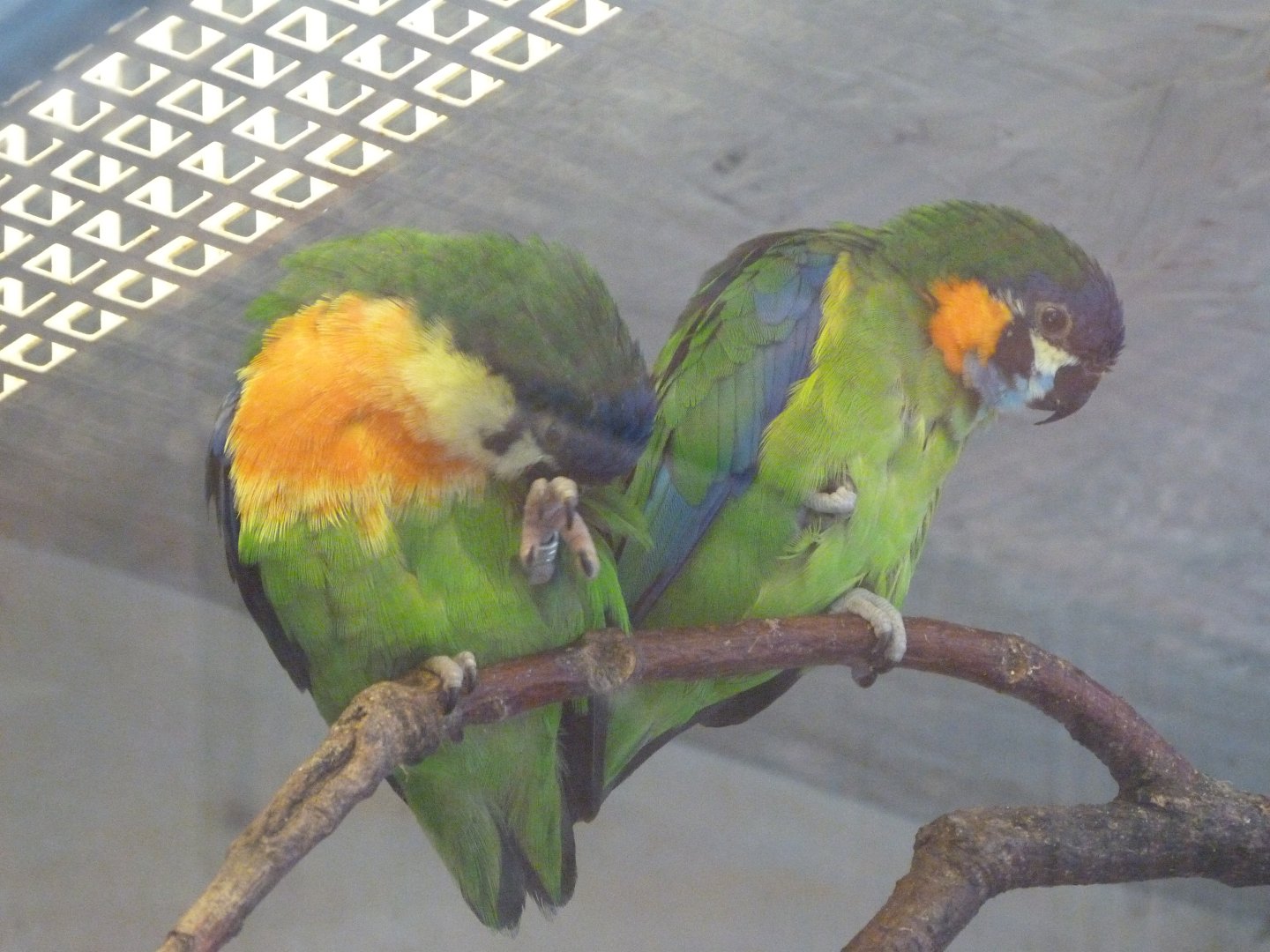 Blue-fronted fig parrots -Zoo Praha (2025)