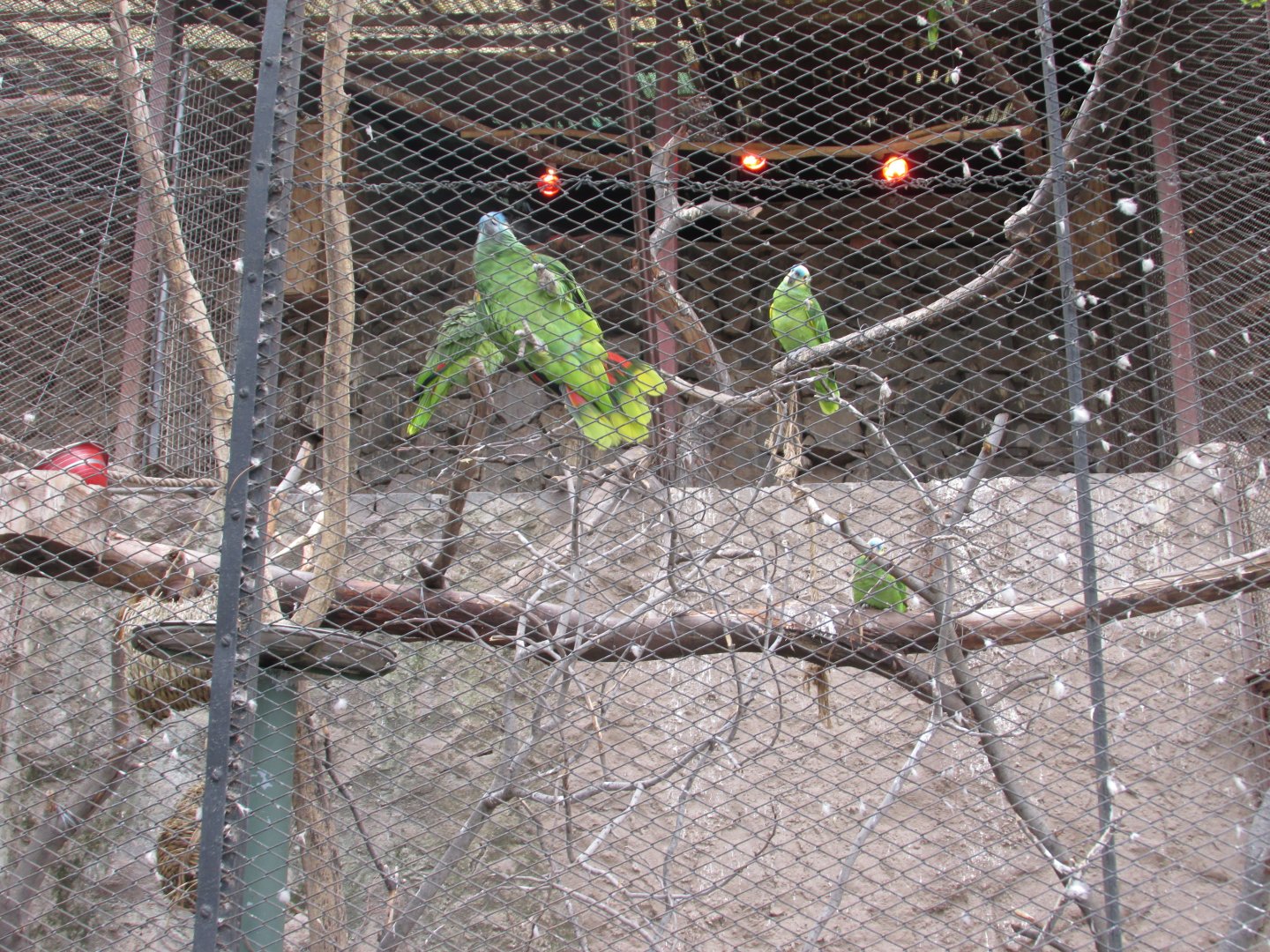 blue fronted parrots