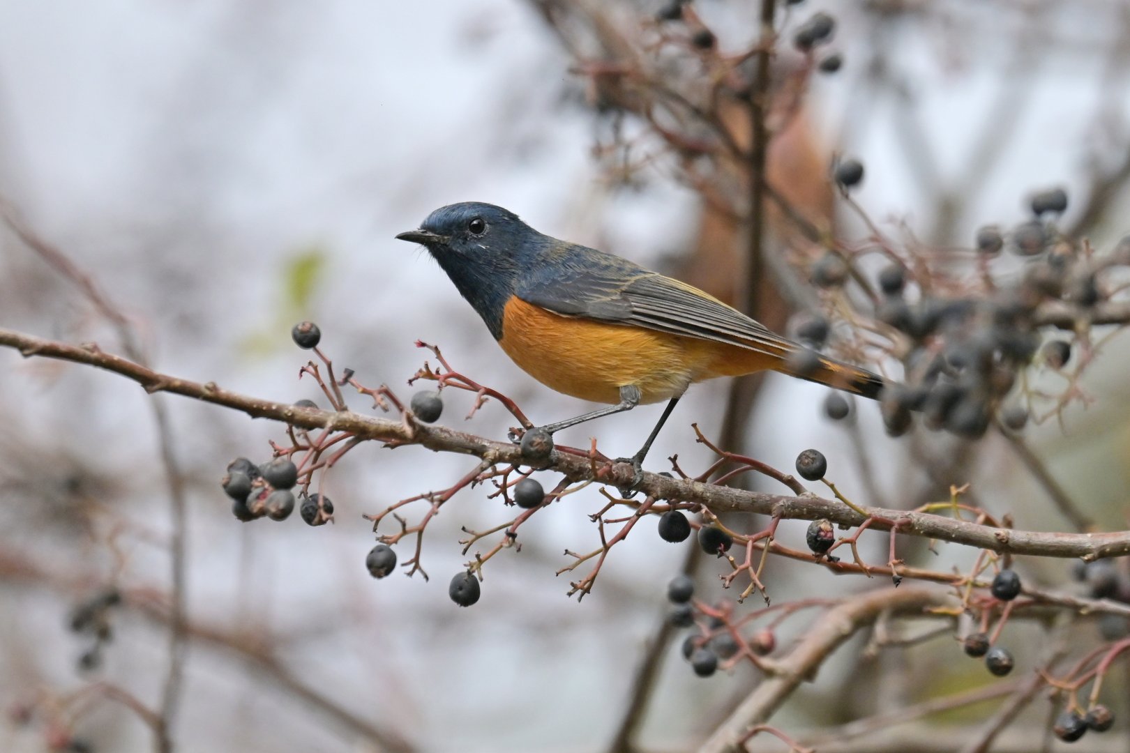 Blue-fronted Redstart Phoenicurus frontalis