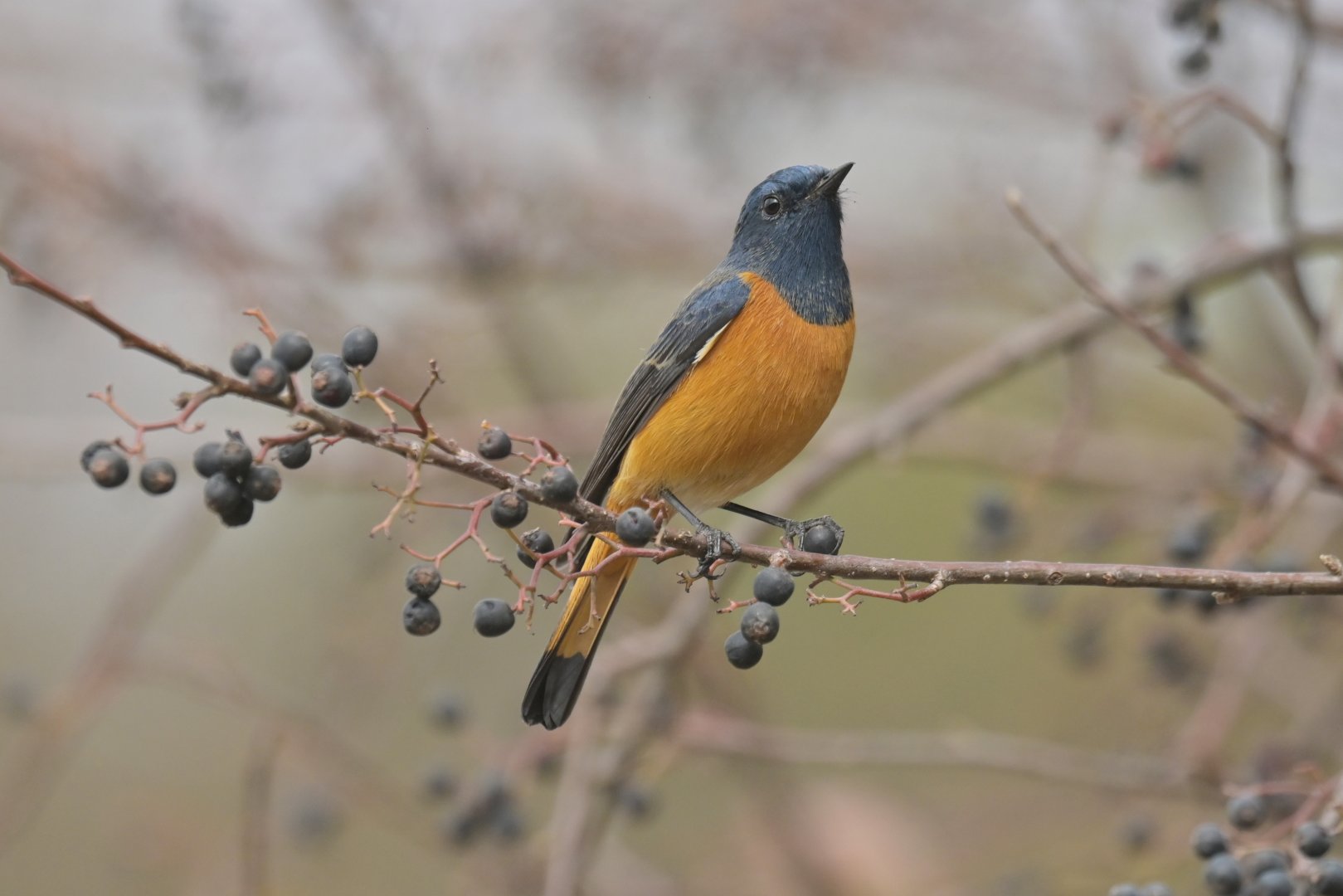 Blue-fronted Redstart Phoenicurus frontalis