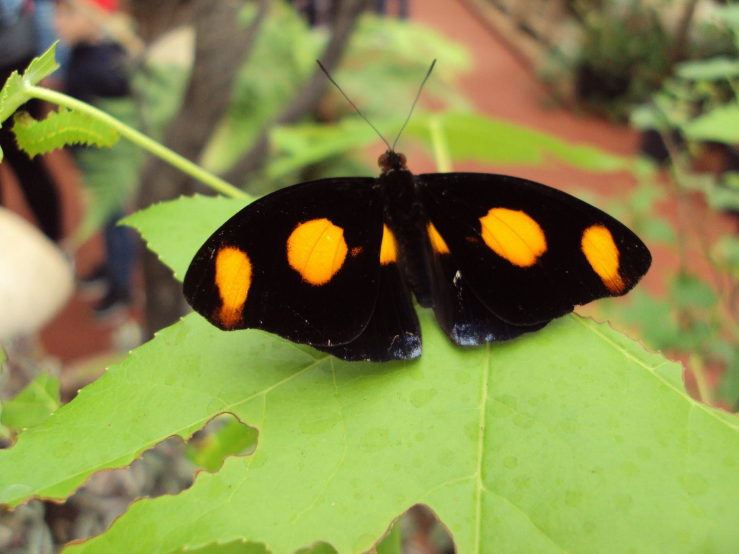 Blue-frosted Banner (Catonephele numilia) 28/05/2019