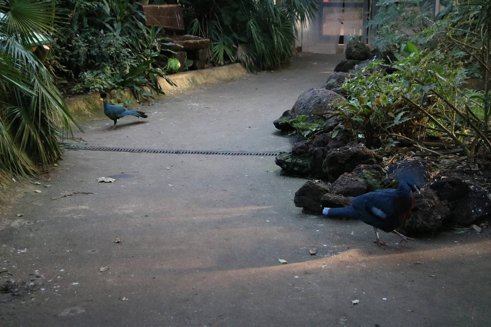 Blue giants on the path, February 2016