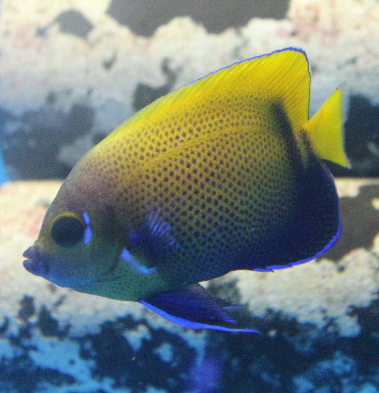 Blue-gildled angelfish