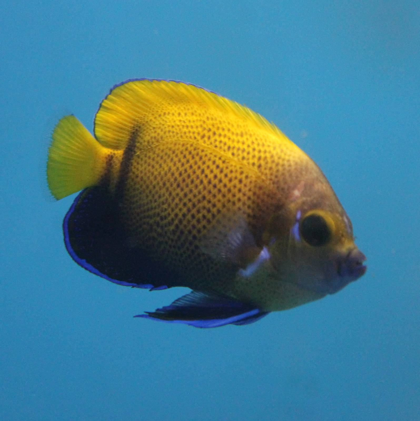 Blue-gildled angelfish
