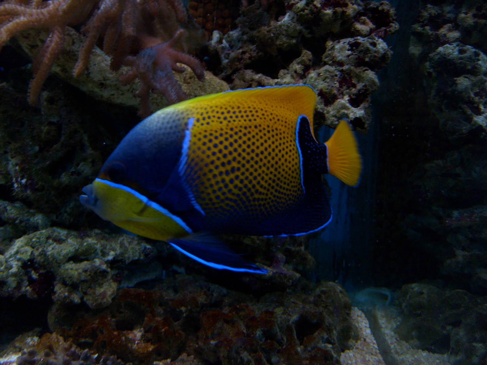 Blue-girdled angelfish (phased out)