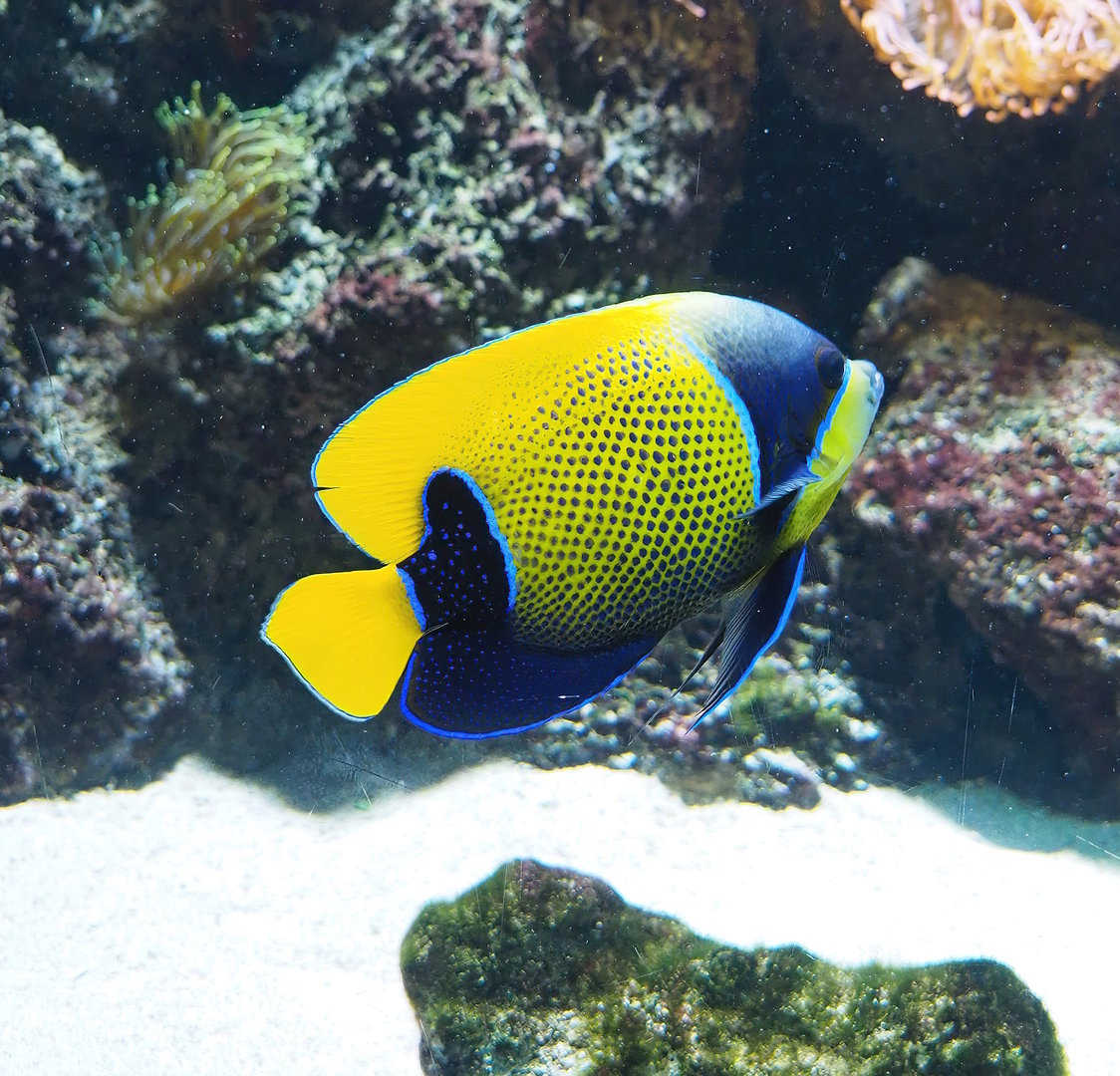 Blue-girdled angelfish (Pomacanthus navarchus), 2022-10-29