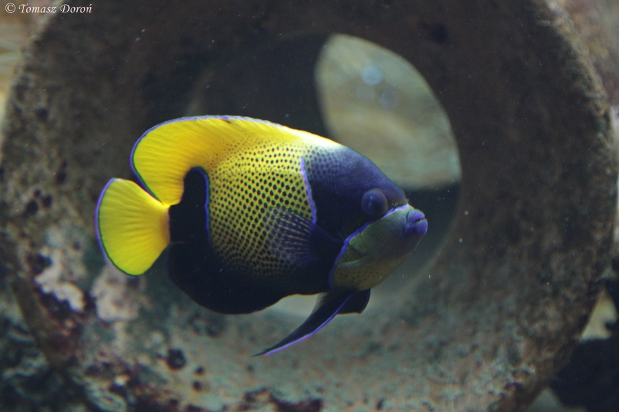 Blue-girdled Angelfish (Pomacanthus navarchus)
