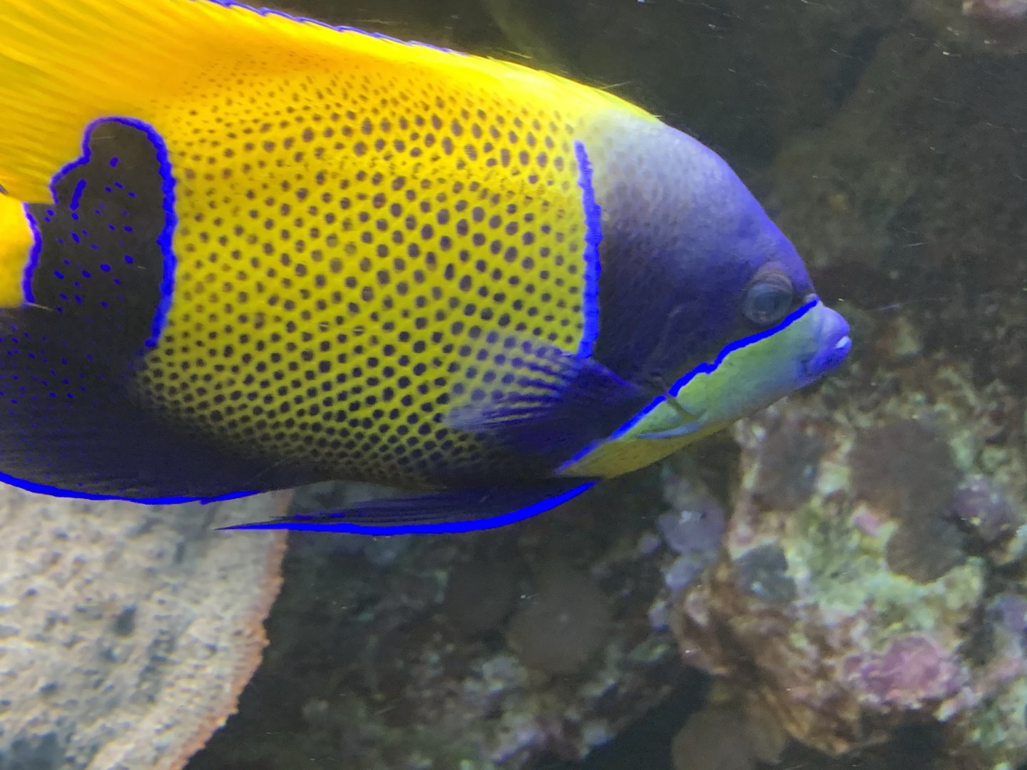 Blue-Girdled Angelfish (Pomacanthus navarchus)