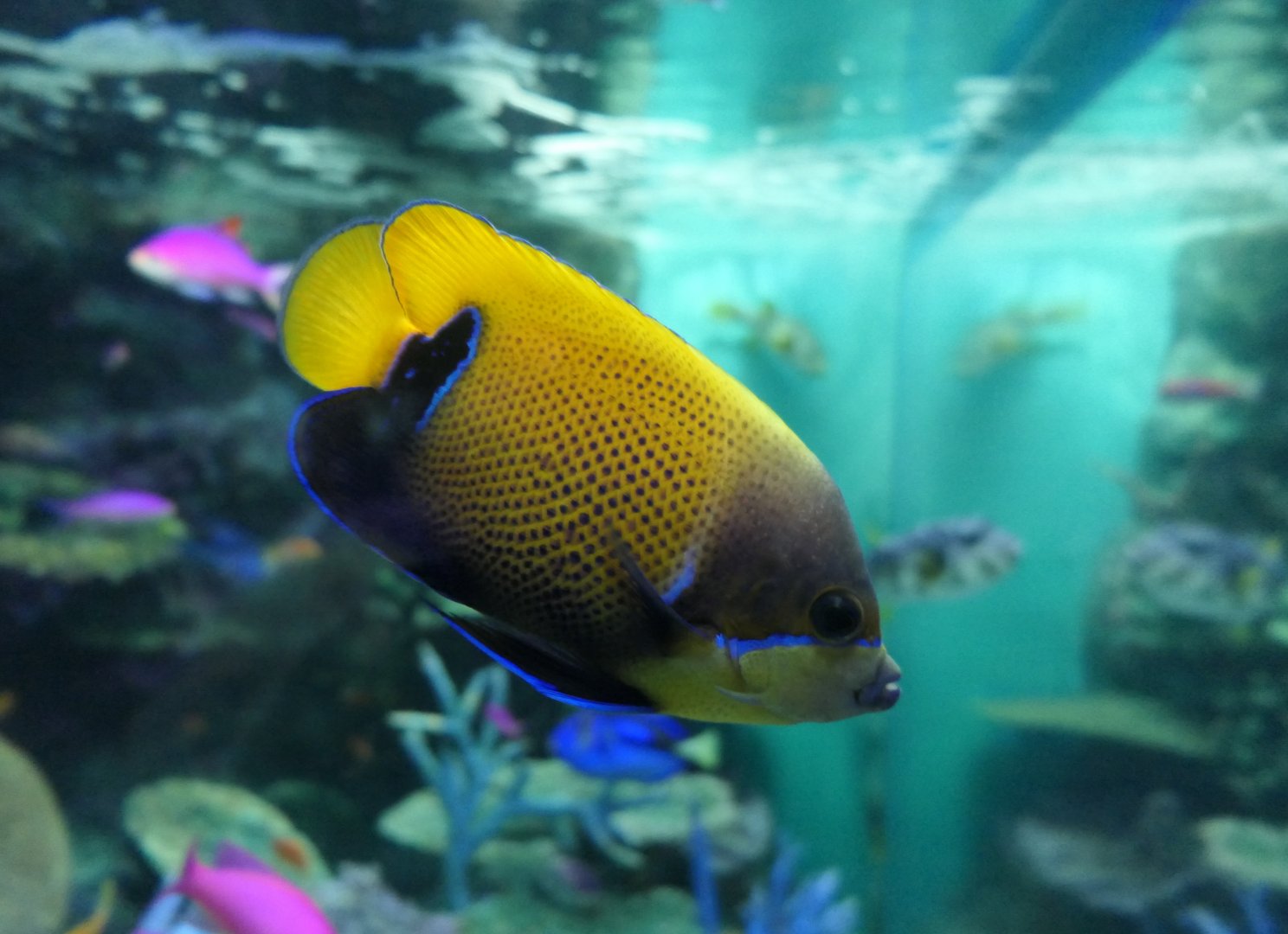 Blue-girdled Angelfish (Pomacanthus navarchus)