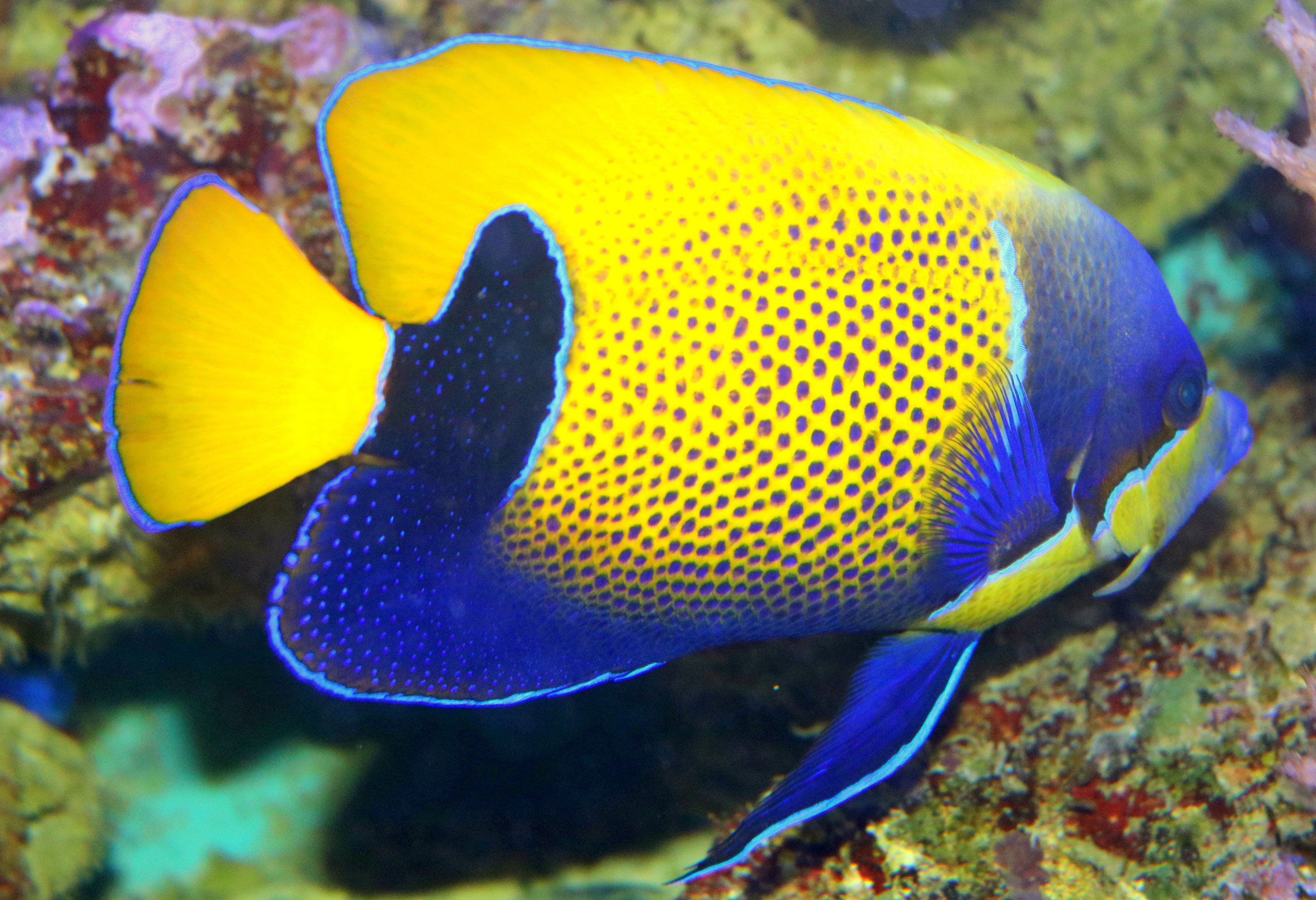 Blue-girdled angelfish; Stuttgart; 7th September 2019