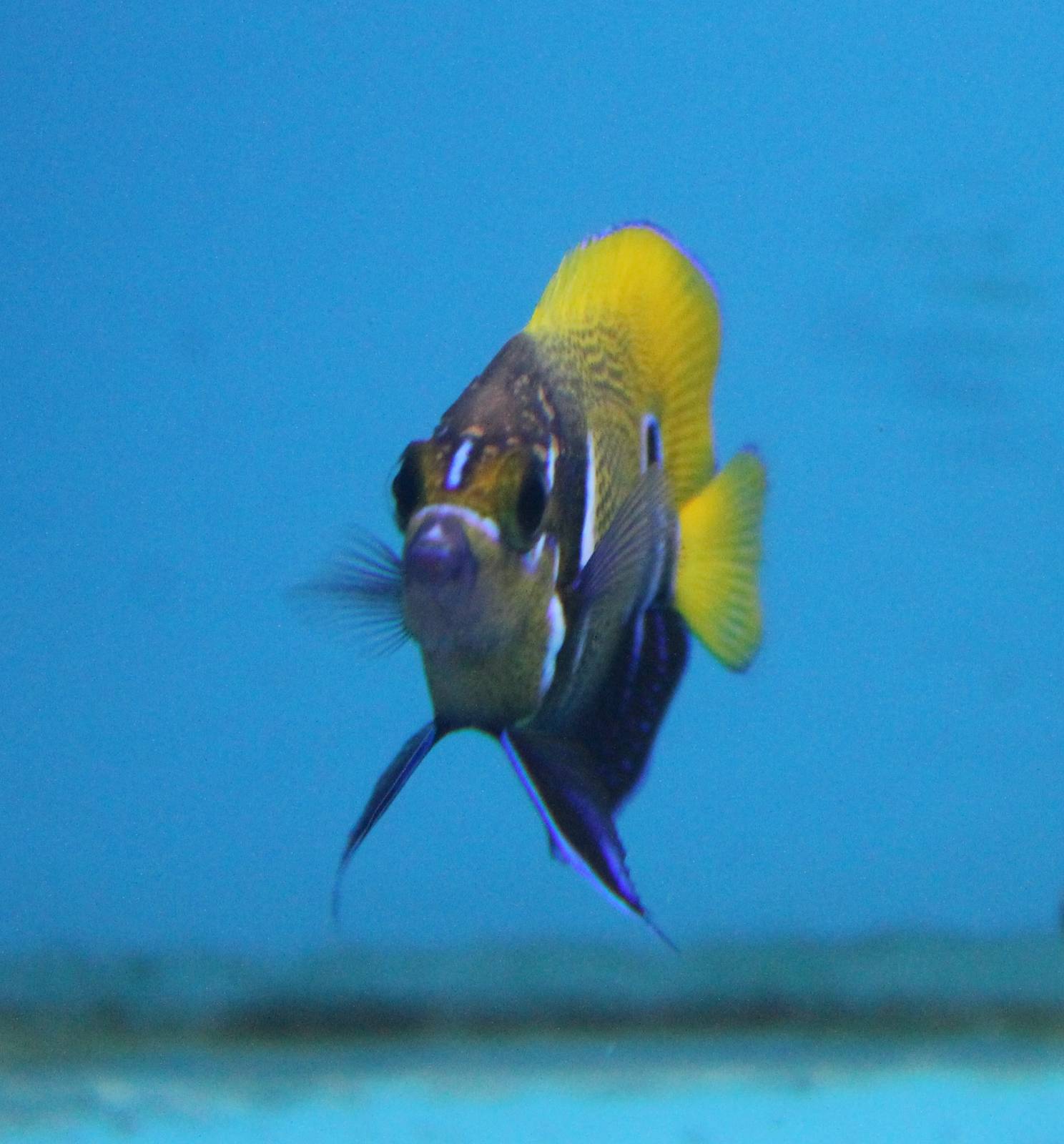 Blue-girdled angelfish