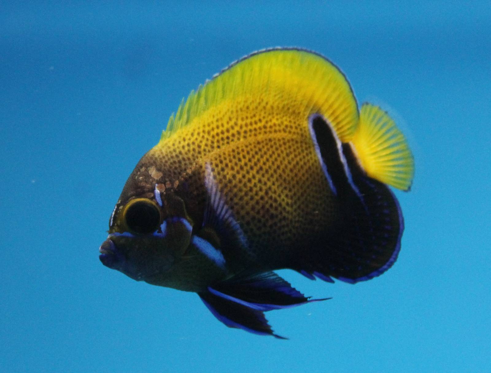 Blue-girdled angelfish
