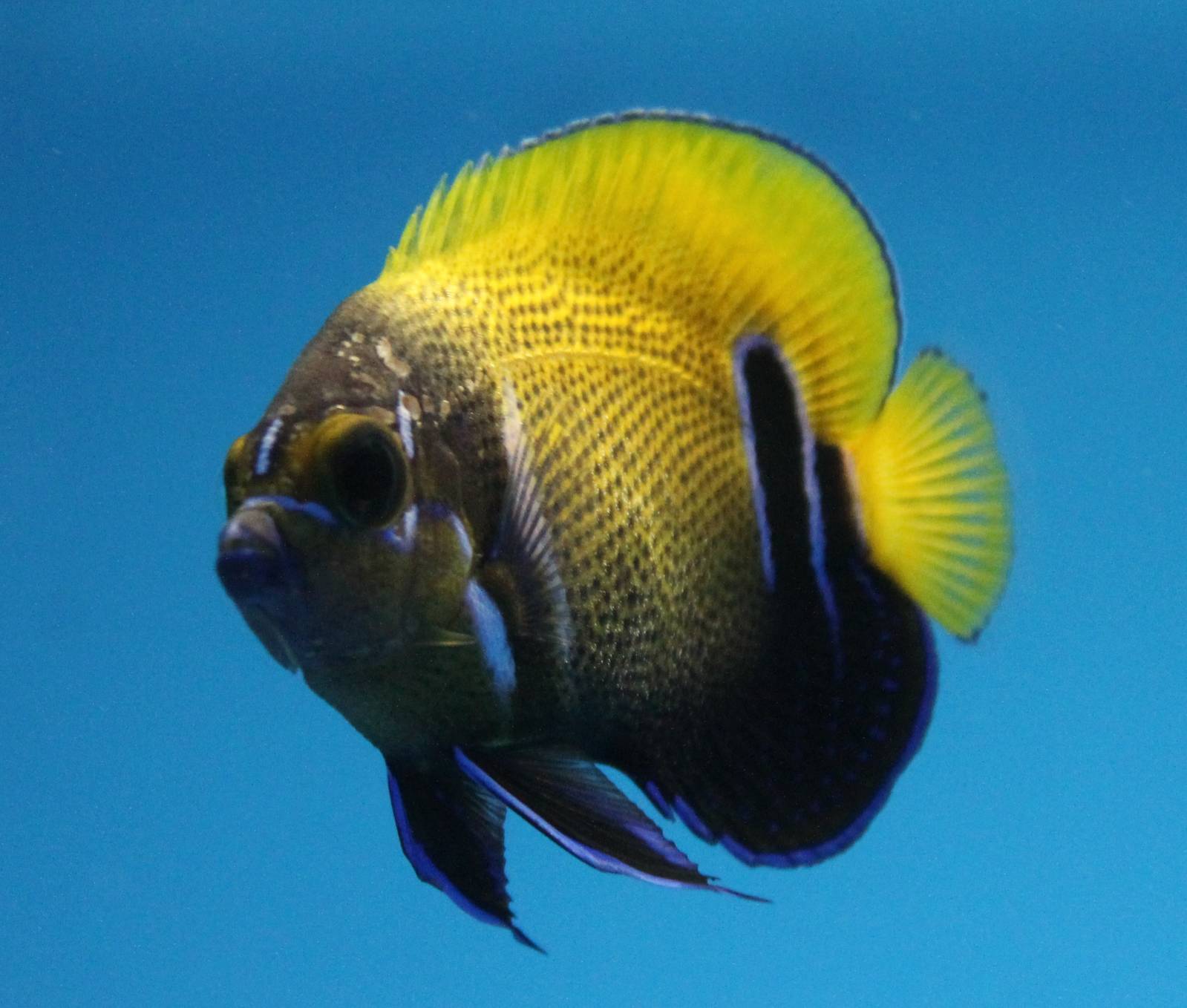 Blue-girdled angelfish