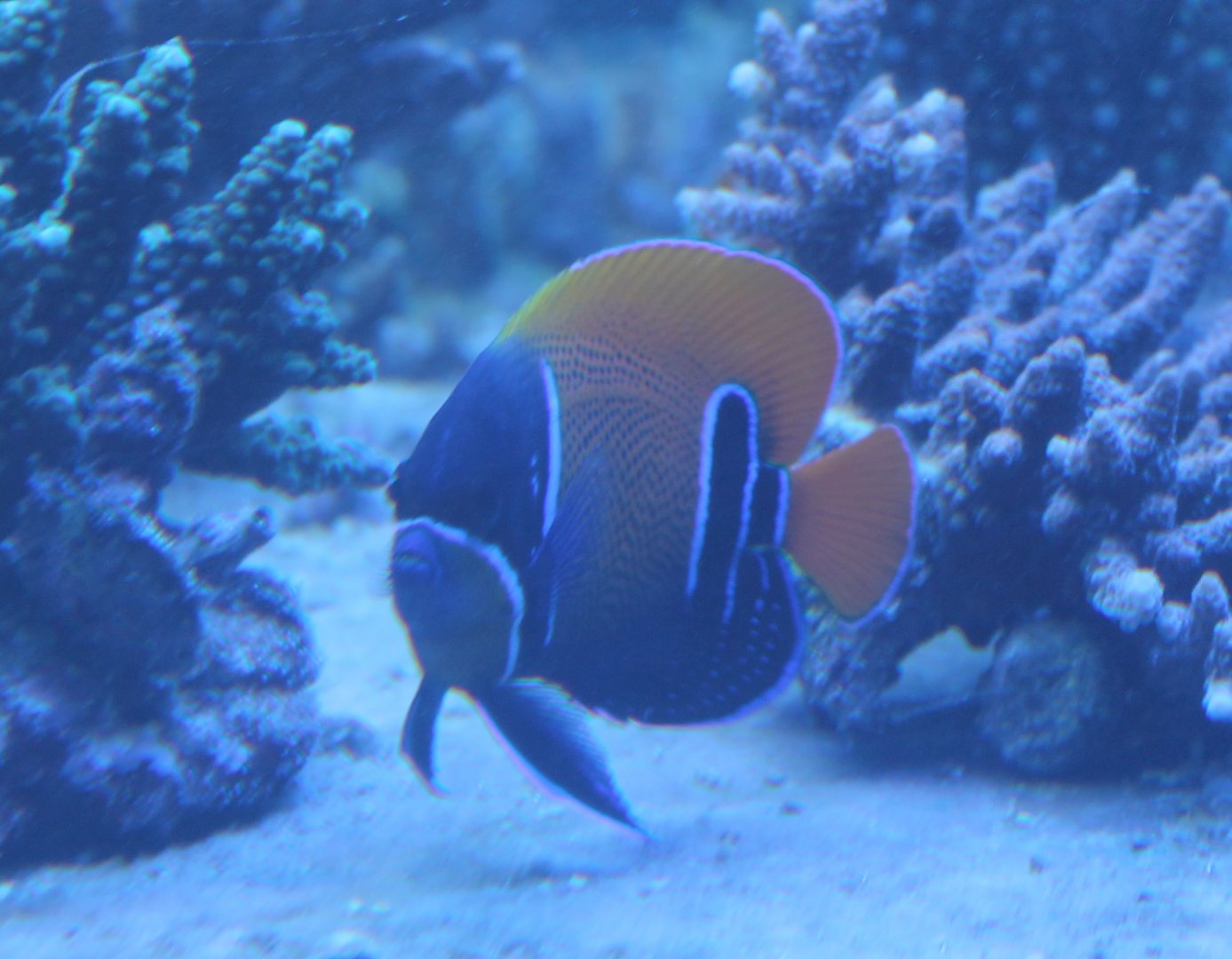 Blue-girdled Angelfish