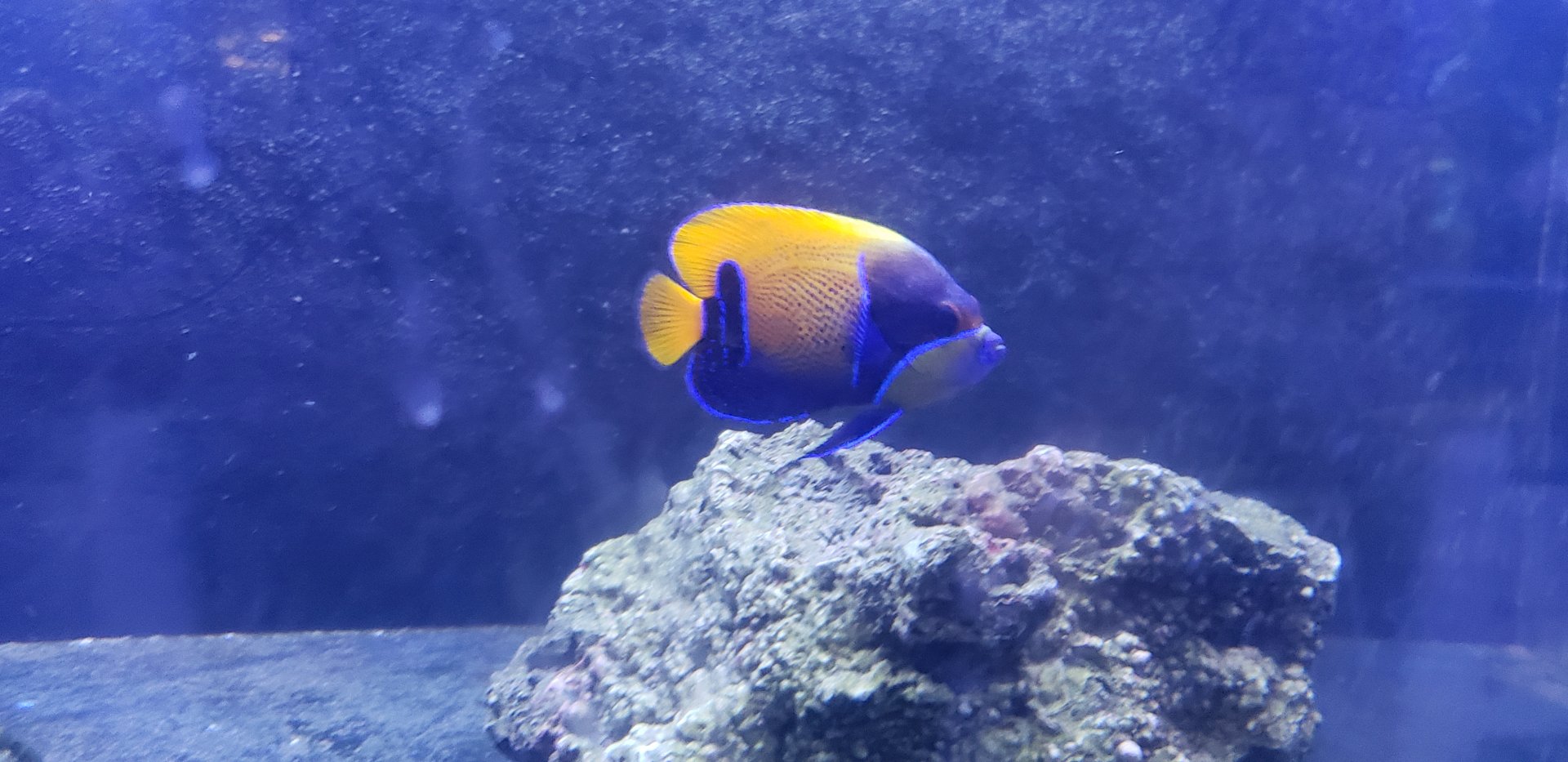 Blue-girdled Angelfish