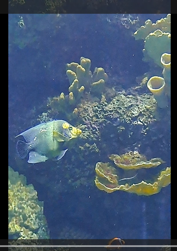 blue girdled angelfish?